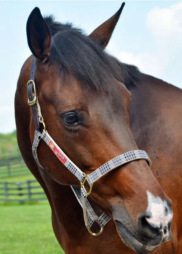 5/A Baker Plaid Breakaway Halter