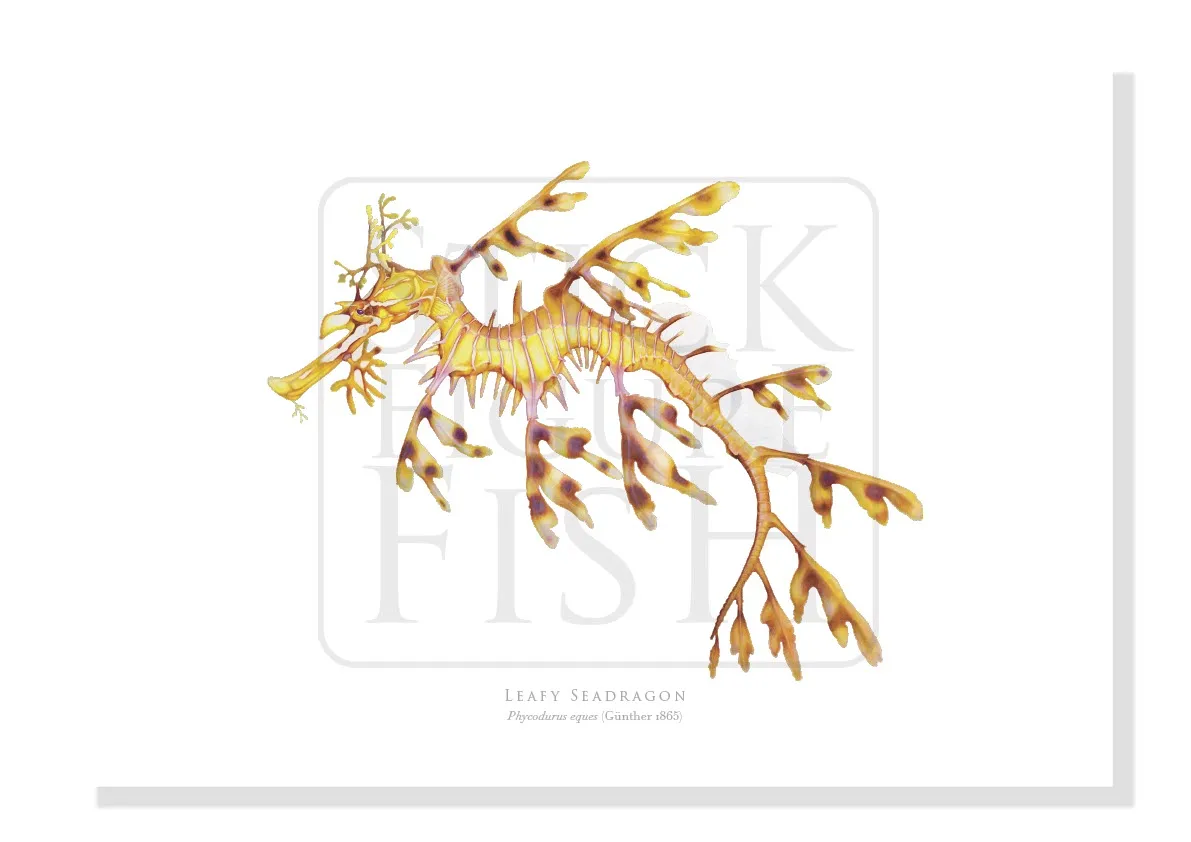 Leafy Seadragon - Fine Art Print