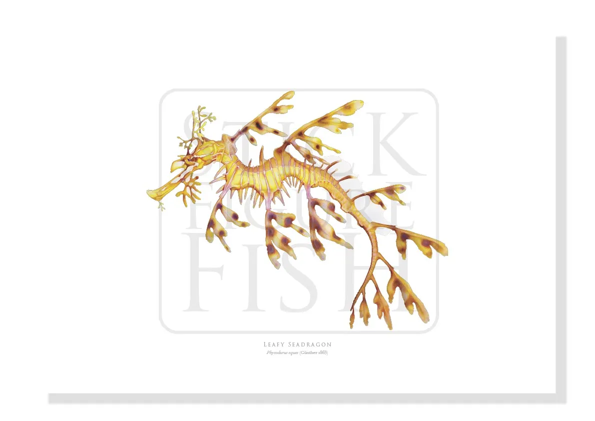 Leafy Seadragon - Fine Art Print