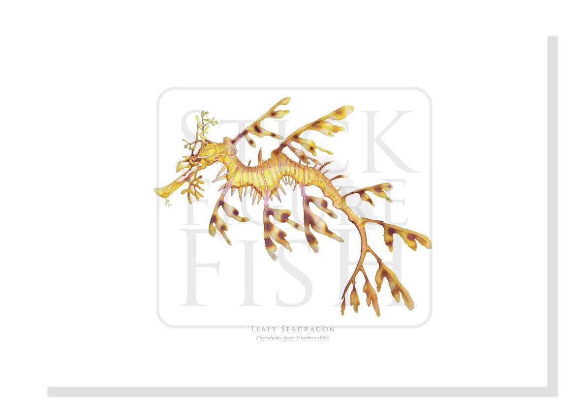 Leafy Seadragon - Fine Art Print