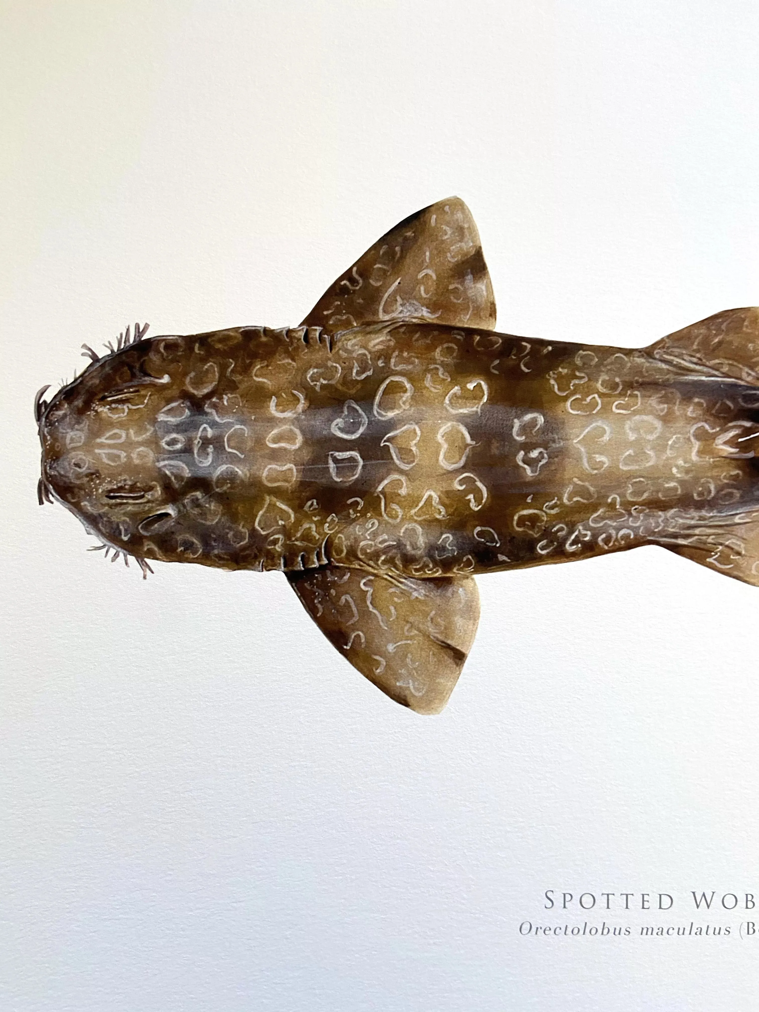 Spotted Wobbegong, Orectolobus maculatus (Bonnaterre 1788) - Fine Art Print