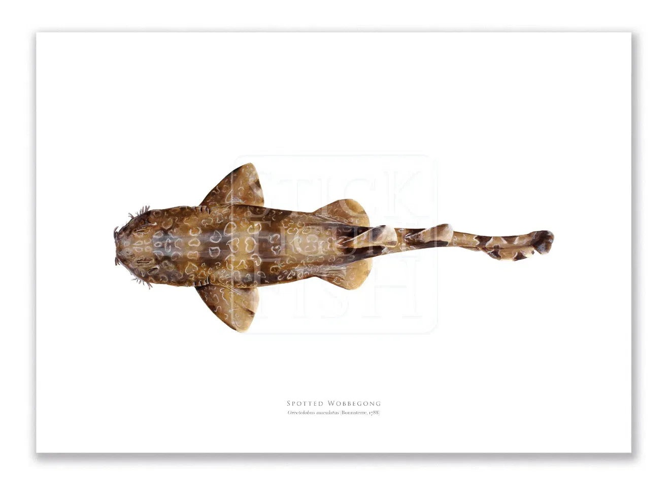 Spotted Wobbegong, Orectolobus maculatus (Bonnaterre 1788) - Fine Art Print