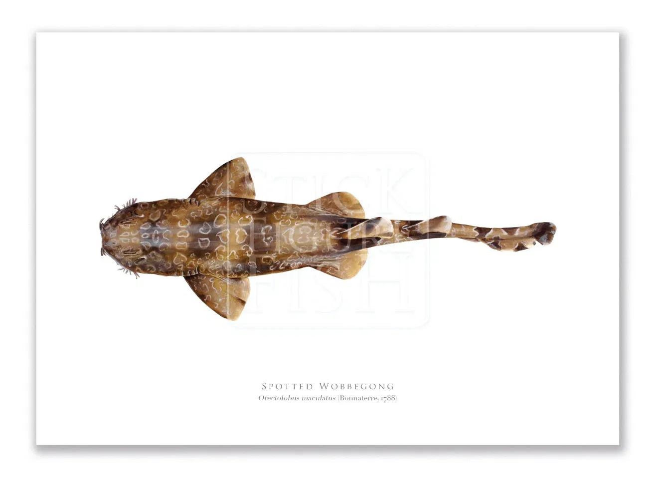 Spotted Wobbegong, Orectolobus maculatus (Bonnaterre 1788) - Fine Art Print