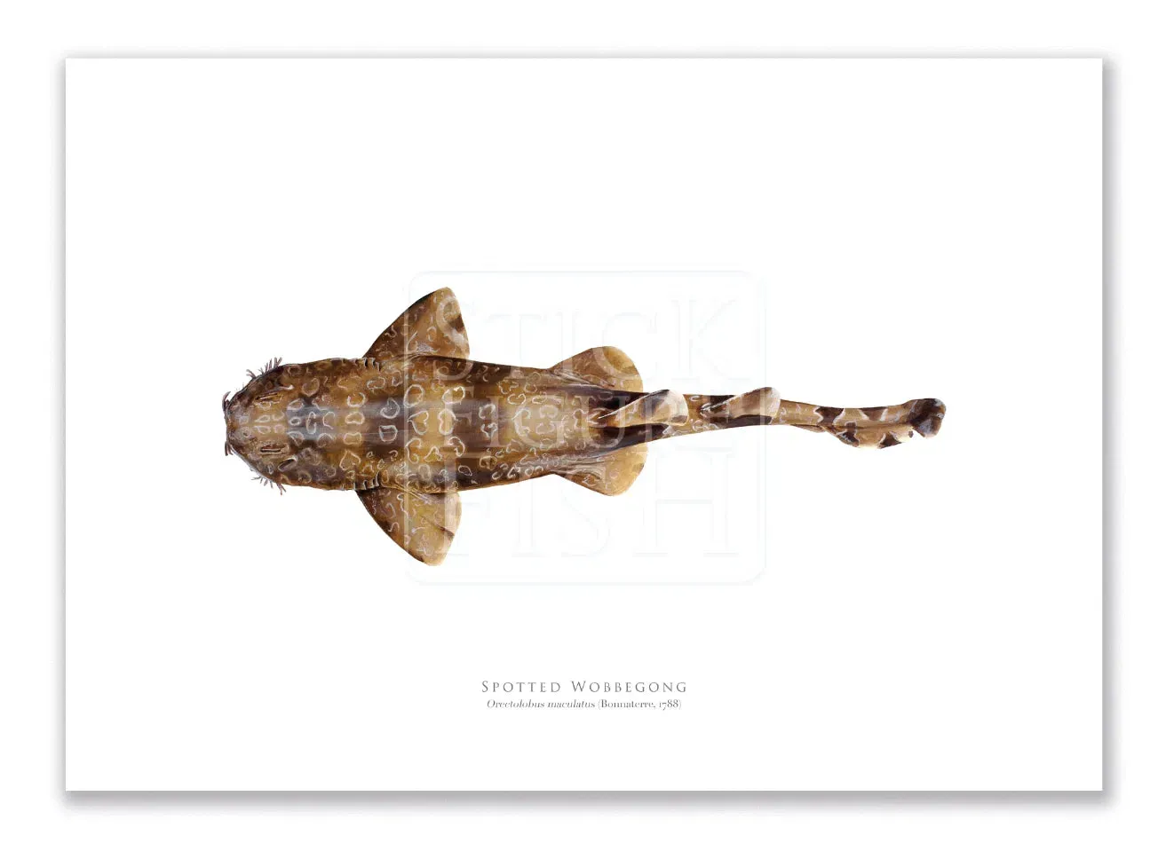 Spotted Wobbegong, Orectolobus maculatus (Bonnaterre 1788) - Fine Art Print